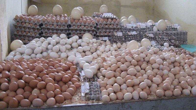 Des œufs contaminés menacent le marché ivoirien , l’Etat met les importateurs en alerte